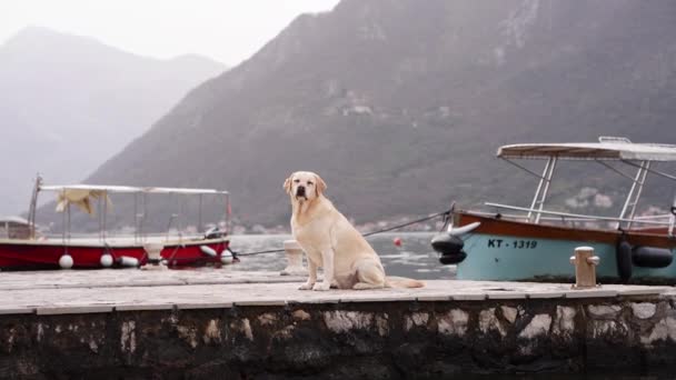 Cane Labrador Retriever Siede Tranquillamente Molo Con Barche Montagne Lontananza — Video Stock