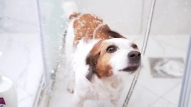 Sırılsıklam olmuş Jack Russell Terrier köpeği duşta suyu silkeliyor. Su sıçratma ve enerji dolu bir evcil hayvan banyosunun görüntüsü.
