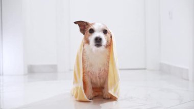 Küçük bir Jack Russell Terrier köpeği sarı çizgili havlunun altından bakıyor. Banyo sonrası eğlencenin büyüleyici bir fotoğrafı.