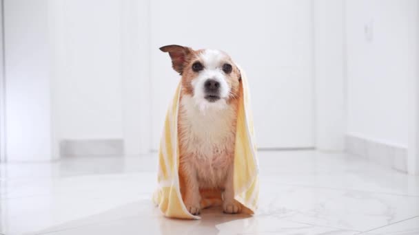Pequeño Perro Jack Russell Terrier Asoma Desde Debajo Una Toalla — Vídeos de Stock