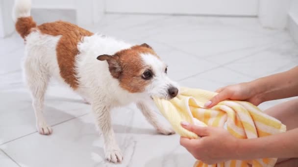 Een Speelse Jack Russell Terrier Houdt Zich Bezig Met Een — Stockvideo