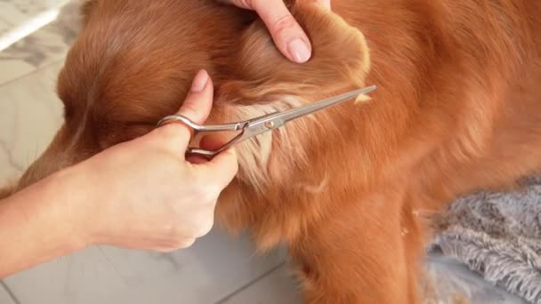 Dog Grooming Detail Skilled Hand Carefully Trims Luscious Fur Nova — Stock Video