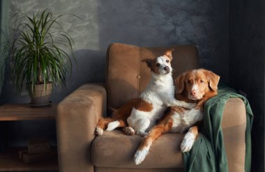 İki köpek bronz bir kanepede dinlenir, bir anlık dostluk içeride yakalanır. Kahverengi ve beyaz bir Jack Russell Terrier tetikte beklerken sakin bir Nova Scotia Duck Tolling Retriever nazikçe ona yaslanıyor.