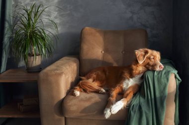 Bir Nova Scotia Duck Tolling Retriever köpeği, yeşil kumaştan yumuşak bir kumaş örtüsü ve bir zarafet ekleyerek, bir koltuğa uzanır..