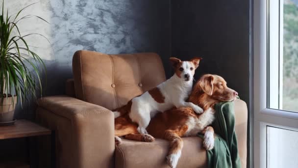 2匹の犬は 屋内で撮影された友情の瞬間 タンソファーでリラックスします 茶色と白のジャックラッセルテリアは 穏やかなノバスコシアダックトローリングレトリーバーが優しくそれに反対する間 警告を立っています — ストック動画
