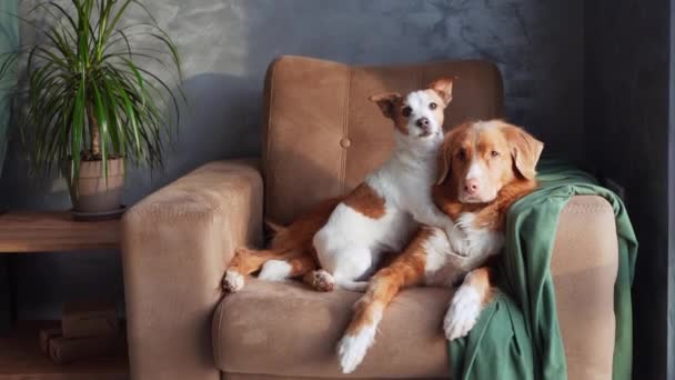Twee Honden Ontspannen Een Bruine Bank Een Moment Van Vriendschap — Stockvideo