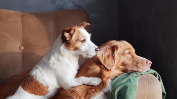 Een Nova Scotia Duck Tolling Retriever Een Jack Russell Terrier — Stockvideo