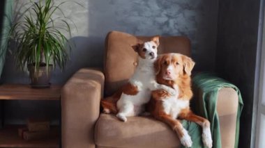 İki köpek bronz bir kanepede dinlenir, bir anlık dostluk içeride yakalanır. Kahverengi ve beyaz bir Jack Russell Terrier tetikte beklerken sakin bir Nova Scotia Duck Tolling Retriever nazikçe ona yaslanıyor.