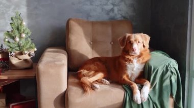 Bir Nova Scotia Duck Tolling Retriever köpeği, yeşil kumaştan yumuşak bir kumaş örtüsü ve bir zarafet ekleyerek, bir koltuğa uzanır..