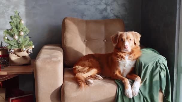 一只新斯科舍省的托尔林猎犬懒洋洋地躺在扶手椅上 柔软的绿色面料给它增添了一丝优雅的气息 — 图库视频影像