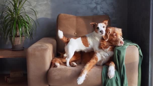 2匹の犬は 屋内で撮影された友情の瞬間 タンソファーでリラックスします 茶色と白のジャックラッセルテリアは 穏やかなノバスコシアダックトローリングレトリーバーが優しくそれに反対する間 警告を立っています — ストック動画