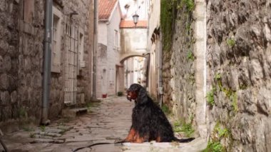 Gordon Setter ortaçağ şeridinde, zamansız şehir gözcüsü. Bir Gordon Setter, bir ortaçağ şehrinin dayanıklı taşları tarafından çerçevelenmiş dar bir sokakta görkemli bir şekilde oturuyor.