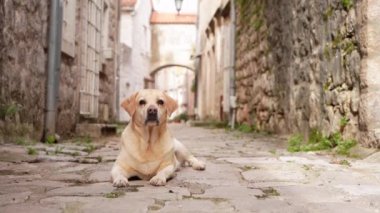  Gevşemiş bir Labrador Retriever yıpranmış kaldırım taşlarına dayanır, tarihsel caddenin kırsal cazibesine kusursuz bir şekilde karışır.