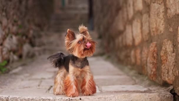 Μια Yorkshire Terrier Βρίσκεται Εγρήγορση Για Αρχαία Λιθόστρωτα Στωικός Φύλακας — Αρχείο Βίντεο