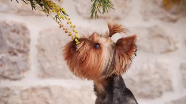 Pies Ciekawy Wiosny Wąchający Kwiatki Dociekliwy Yorkshire Terrier Wącha Delikatne — Wideo stockowe