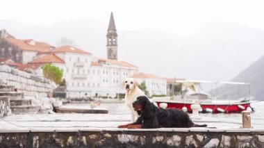 Sisin içindeki eski Avrupa binalarında iki köpek dinleniyor. Bir Labrador ve bir yoldaş sisli sahil sahnesine cazibe katıyor..