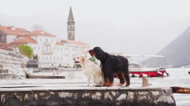 Sisin içindeki eski Avrupa binalarında iki köpek dinleniyor. Bir Labrador ve bir yoldaş sisli sahil sahnesine cazibe katıyor..