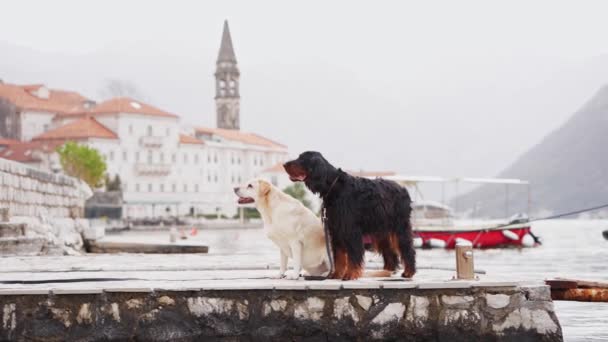Δύο Σκυλιά Ξεκουράζονται Μια Προβλήτα Παλιά Ευρωπαϊκά Κτίρια Στην Ομίχλη — Αρχείο Βίντεο