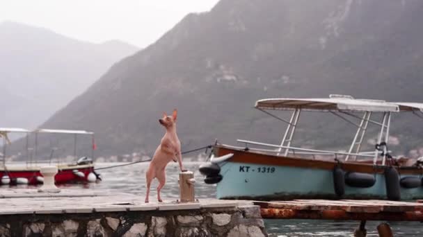 Alert Pup Dock Lakeside Vigil Curious Dog Stands Attentively Pier — Stock Video