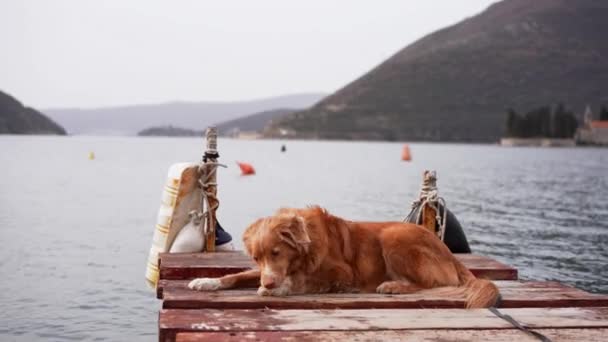 一只新斯科舍省的托林猎犬躺在一个木制的码头上 凝视着对面安静的海湾 远处是群山丛生的群山 — 图库视频影像