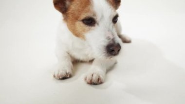 Bir Jack Russell Terrier köpek yüzü çerçeveyi doldurur, onun duygusal kahverengi gözleri saf beyaz bir arkaplana karşı bir dizi duyguyu iletir.