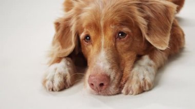 Nova Scotia Duck Tolling Retriever köpeği, temiz, beyaz bir arkaplan karşısında, iç açıcı ve huzurlu bir ifade sergiliyor