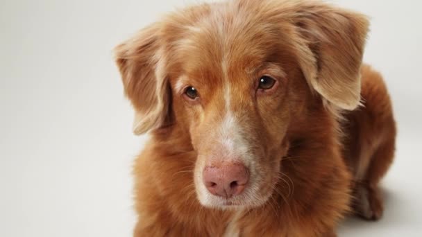 ノバスコシアダックトローリングレトリーバー犬の威厳あるスタンスは 明らかな背景 その賢い視線に強調されています — ストック動画