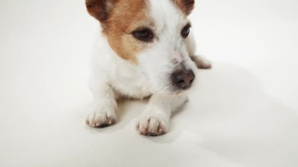 Ένα Πρόσωπο Σκύλου Jack Russell Terrier Γεμίζει Πλαίσιο Εκφραστικά Καστανά — Αρχείο Βίντεο