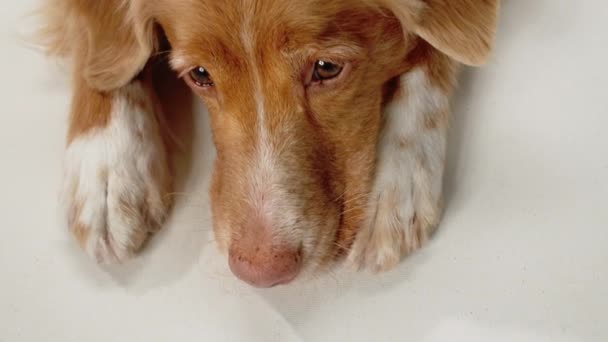 Nova Scotia Duck Tolling Retriever Dog Lies Displaying Heartwarming Serene — Stock Video