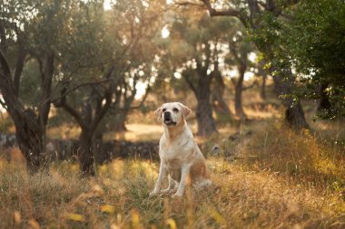 Labrador Retriever köpeği alacakaranlıkta altın zeytin bahçesinde yürürken durur.