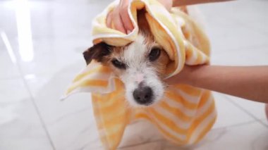Jack Russell Terrier gibi sevecen bir an yumuşak sarı bir havluya sarılır, evcil hayvan bakımının gösterişli tarafını göstererek