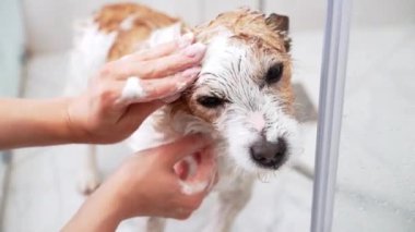 Sabunlu fırça, köpek banyosu günü. Yumuşak eller masaj şampuanı Jack Russell teriyeri montunun içinde ferahlatıcı bir banyo sırasında, dikkatle ve dikkatle temizliğe dikkat ederek