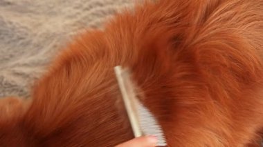 Nova Scotia Duck Tolling Retriever 'ın bakımının detaylı bir görüntüsü köpek kürküne verilen dikkat ve özeni gözler önüne seriyor.