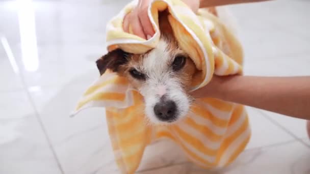 就像杰克罗素特里埃被柔软的黄色毛巾轻柔地包裹着 展示了在舒适的环境中抚育宠物的一面 — 图库视频影像