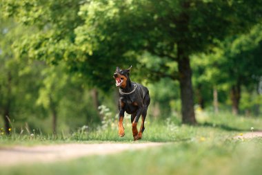 Bir Doberman Pinscher neşeyle güneşli bir yolda koşar, enerji ve özgürlük yayar. Bu güçlü atletik köpek yapısı ve ışıltılı ifade bir anlık mutluluk hissi veriyor.
