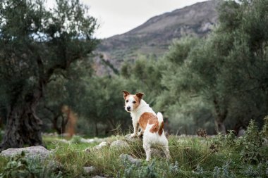 Meraklı bir köpek, doğa kaşifi olan kırsal bir dağ manzarasında durur. Zeytin ağaçlarıyla çevrili, maceraperest köpek araştırmaları