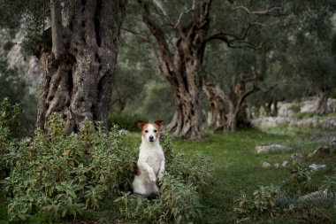 Meraklı bir köpek, doğa kaşifi olan kırsal bir dağ manzarasında durur. Zeytin ağaçlarıyla çevrili, maceraperest köpek araştırmaları