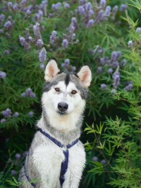 Sibirya Husky köpeği lavanta çalısına dikkatlice oturur, çarpıcı özellikleri dostça bir uyarı yayar.