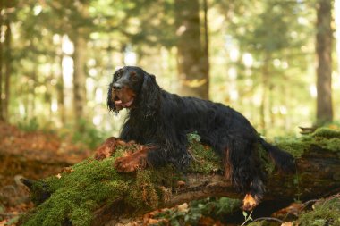 Gordon Setter 'ın köpeği, sık, güneşli bir ormanda düşen yosunlu bir kütüğün üzerinde uyur.