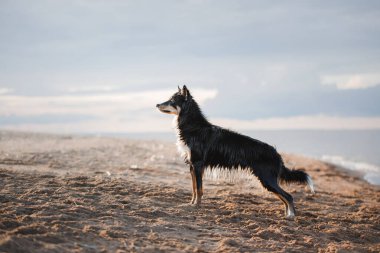 Bir Border Collie köpeği kumsala bakıyor, yumuşak bir gökyüzüne karşı. Evcil hayvan silueti, deniz kenarında zarafet ve tefekkür barındırır.