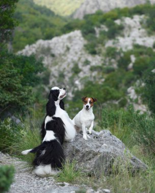 Kayalık bir çıkıntıda iki köpek bir anı paylaşıyor. Cocker Spaniel ve Jack Russell Terrier vahşi doğada arkadaşlık sergilediler.