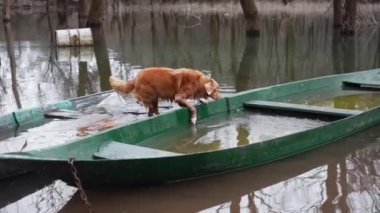 Bir Nova Scotia Duck Tolling Retriever, durgun suda yeşil bir tekneye dikkatlice tırmanır. Kararlı köpek hareketleri sakin, yansıtıcı sel suları arasında yakalanır.