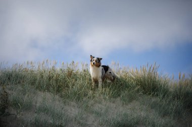 Mavi bir merle Avustralyalı çoban köpeği meltemli bir arazide uysallaşmamış doğa ve köpek merakının bir karışımı olarak tetikte durur.
