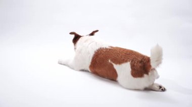 Jack Russell Terrier bir stüdyoda yukarı bakıyor, profildeki köpek beyaz bir arka plana bakıyor.