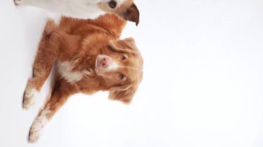Uyum içinde iki köpek, stüdyoda bir Retriever ve bir Jack Russell Toller, tetikte bir teriyer gibi uzanır.