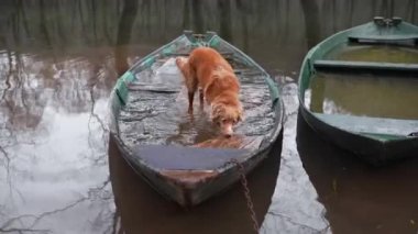 Bir Nova Scotia Duck Tolling Retriever, durgun suda yeşil bir tekneye dikkatlice tırmanır. Kararlı köpek hareketleri sakin, yansıtıcı sel suları arasında yakalanır.