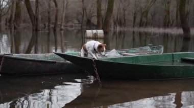 Uyanık bir Jack Russell Terrier sakin, sel basmış bir ormanda demirlemiş bir tekneden akranları. Küçük köpeklerin varlığı, sessiz ve düşünceli manzaraya merak katar.