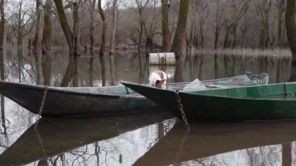Pålitelig Jack Russell Terrier Fra Fortøyd Båt Rolig Oversvømt Skog – stockvideo