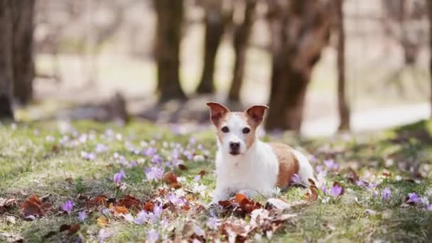 熟考中のジャック ラッセル テリア犬は 木製のクリアリングで春のワニの絨毯の中に座っています シーンは活気に満ちた花の森の中で落ち着いた瞬間をキャプチャします — ストック動画