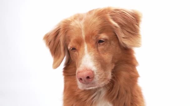 Nova Scotia Kaczka Tolling Retriever Pies Uduchowionym Spojrzeniem Ciepły Płaszcz — Wideo stockowe